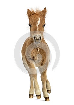 Young poney, foal trotting against white background