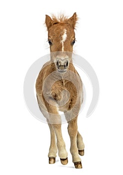 Young poney, foal trotting against white background photo