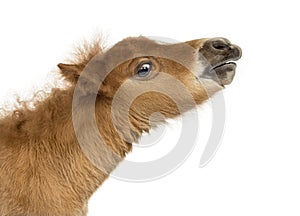 Young Poney whinnyg, foal against white background photo