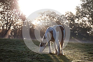 Young pony grazing in early morning light.