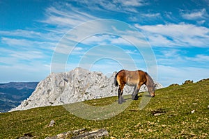 Young pony pasturing in the mountains