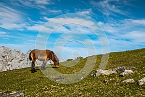 Young pony pasturing in the mountains