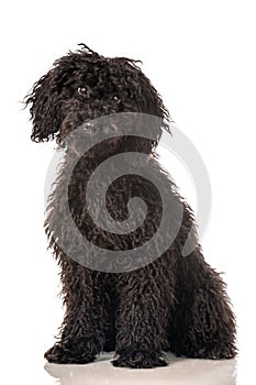 Young poodle dog