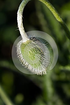 Young Popies , a close up shot