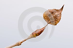 Young Poplar Bud With Leaf