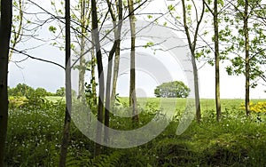 Young poplar forest in spring