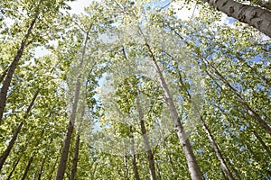 Young poplar forest