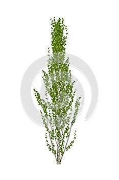 Young poplar tree isolated on white