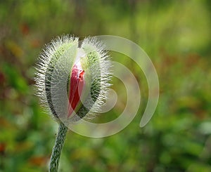Young poppy flower buds in the garden