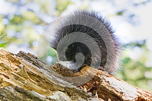 Young porcupine baby standing broadside