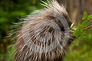 Young Porcupine photo