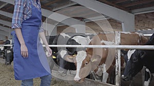 Young positive female farmer worker on the cow farm feeding the cows, trying to stroke muzzle of the mammal. The