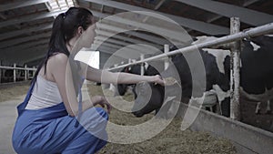 Young positive female worker on the cow farm trying to feed the mammal by hand. The agriculture industry, farming and