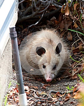 Young possum next to a house sprinkler in foreground