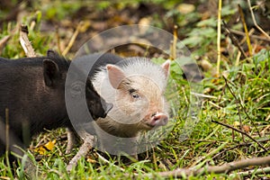 Young pot-bellied piglet in the green grass