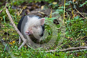 Young pot-bellied piglet in the green grass