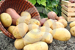 Young potato photo