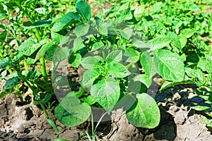 Young potato bush on the ground in a field.