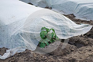 A young potato bush is peeking out from under the spunbond agrofibre spunlaid nonwoven fabric. Modern technologies in farming.