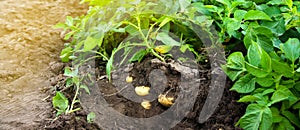 Young potato bushes grow in the field. Harvesting, harvest. Organic vegetables. Agriculture and farming. Potatoes. Selective focus