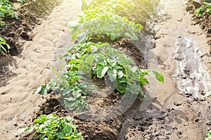 Young potato bushes landed in a row on a farm field. Agriculture and crop vegetables production. Agroindustry and agribusiness.