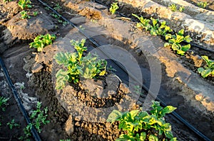 Young potato grow in the field and irrigated with drip irrigation. Growing organic vegetables. Agriculture. Farming. Farm.