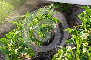 Young potato juicy bushes grow in the field. Olericulture. Agriculture and agro industry. Farm plantation on a sunny day. photo