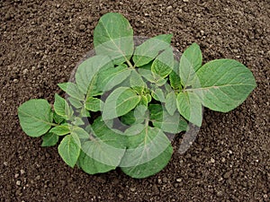 Young potato plant