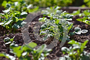 Young potato plant growing on the soil.