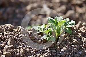 Young potato plant growing on the soil.