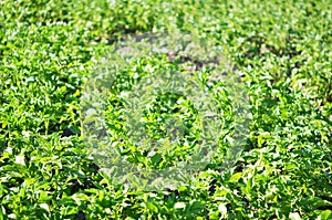 Young potato plant growing on the soil.Potato bush in the garden.