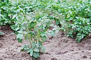 Young potato plant growing on the soil. Potato bush in the garden