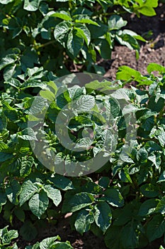 Young potato plant growing on the soil.Potato bush in the garden