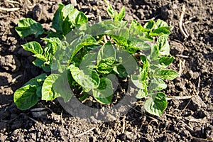 Young potato plant growing on vegetable garden