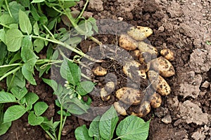 Young potato plant outside the soil with raw potatoes