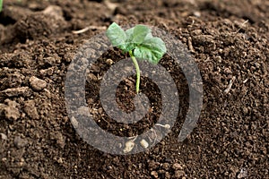 Young potato plant outside the soil with raw potatoes