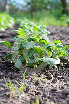 Young potato plant in the soil against the background of blurry green rows of potatoes. Vertical shot with bokeh