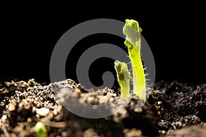 Young potato plants