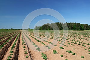 Young potato plants