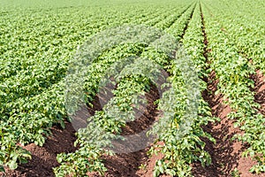 Young potato plants in converging ridges