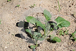 Young potato plants in the garden in summer