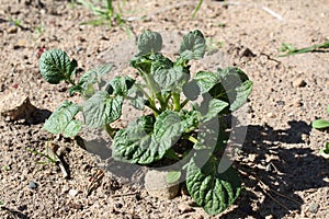 Young potato plants in the garden in summer