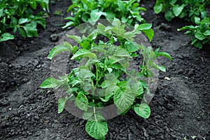 Young potato plants growing in rural garden