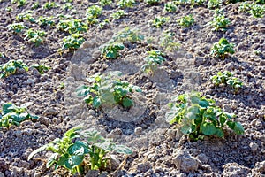 Young potato plants growing on the soil in rows