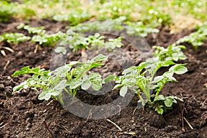 Young potato plants growing on the soil in rows.