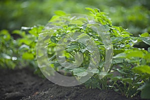 Young potato plants growing on the soil in rows