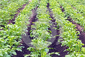 Young potato plants. Rows of green potato in a field. Backlight, sunlight on green leaves. Natural background