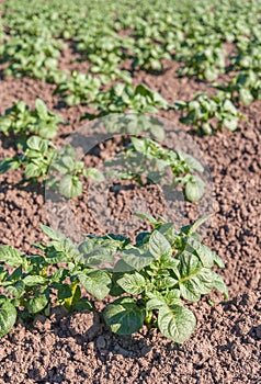 Young potato plants in sunlight