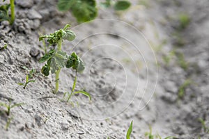 Young potato on soil cover. Plant close-up. The green shoots of young potato plants sprouting from the clay in the