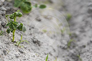 Young potato on soil cover. Plant close-up. The green shoots of young potato plants sprouting from the clay in the